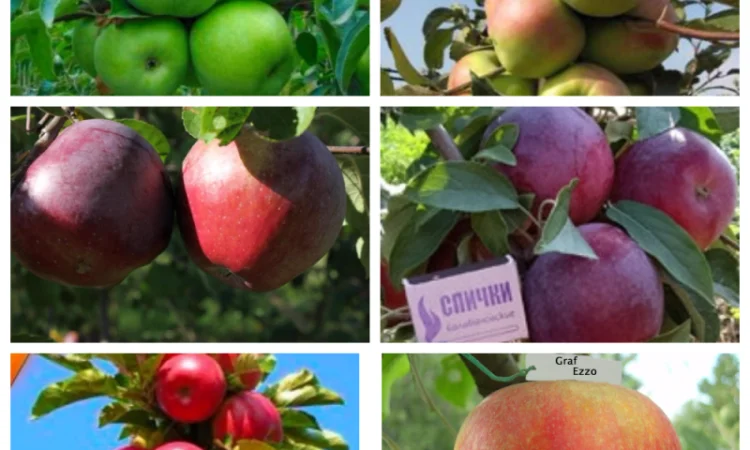 Саженцы крупных сортов абрикоса на весну 2026 года - фото № 8