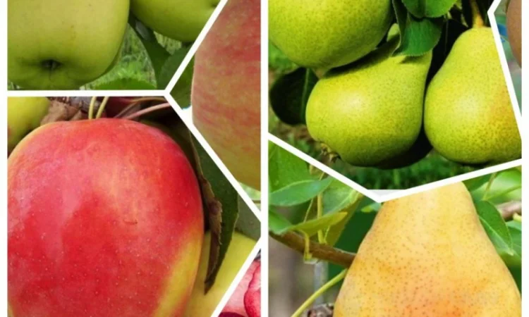 Саженцы яблони груши большой ассортимент сортов опт и розница - фото № 2