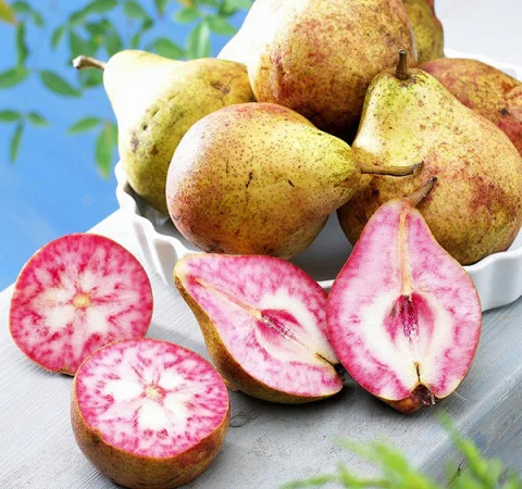 Саженцы яблони груши большой ассортимент сортов опт и розница - фото № 3