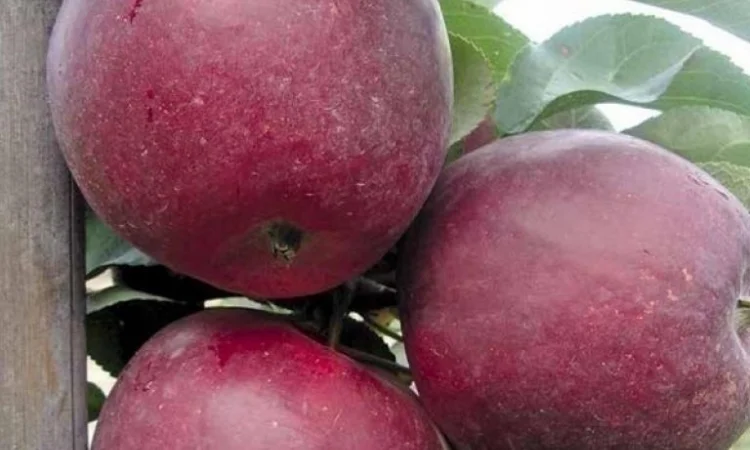 Саженцы яблони груши большой ассортимент сортов опт и розница - фото № 4