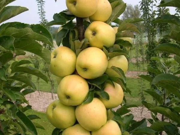 Саженцы яблони груши большой ассортимент сортов опт и розница - фото № 5