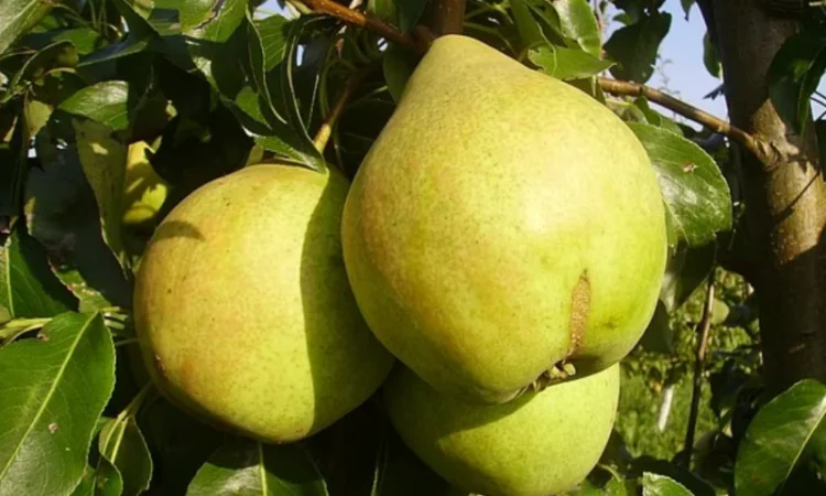 Саженцы яблони и груши - большой ассортимент сортов, опт и розница - фото № 6