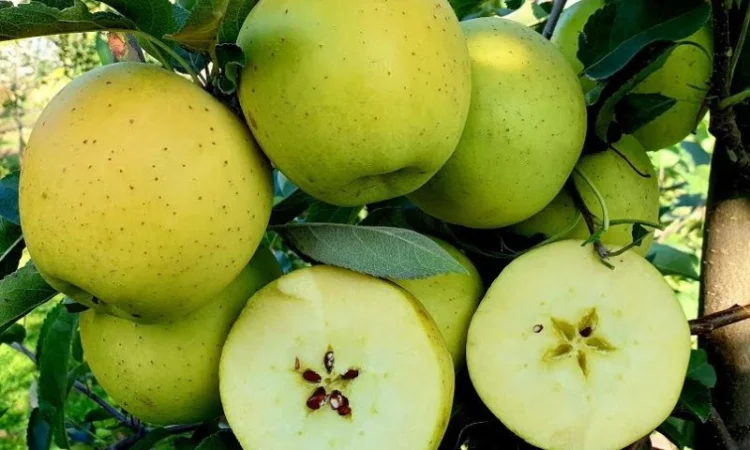 Саженцы яблони груши большой ассортимент сортов опт и розница - фото № 1