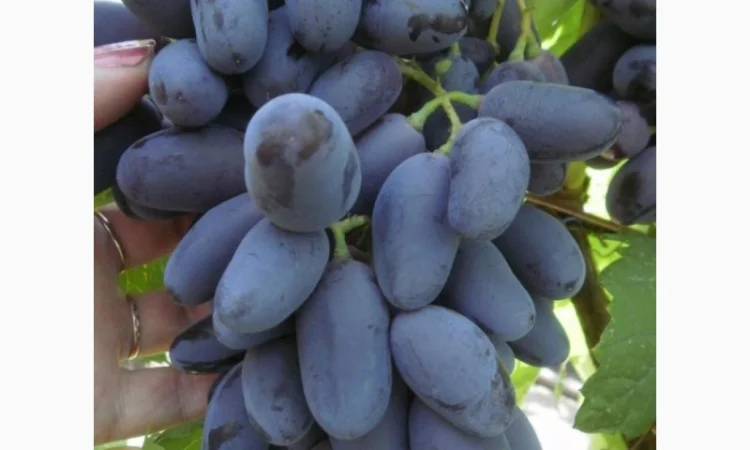 Колоновидные и штамбовые деревья сливы в продаже - фото № 5