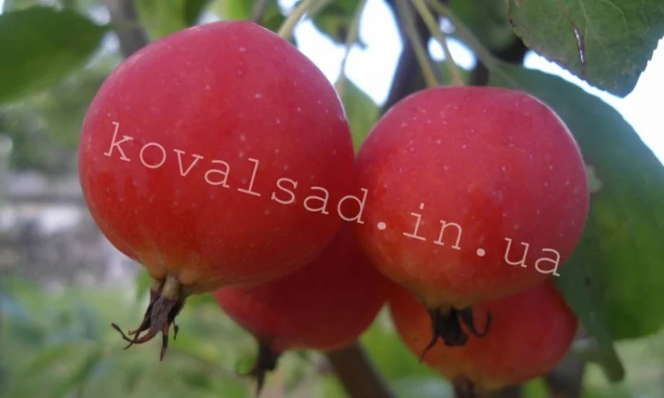 Саженцы плодовых деревьев, кустарников и роз на осень 2019 - фото № 1