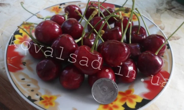 Саженцы плодовых деревьев, кустарников и роз на осень 2019 - фото № 2