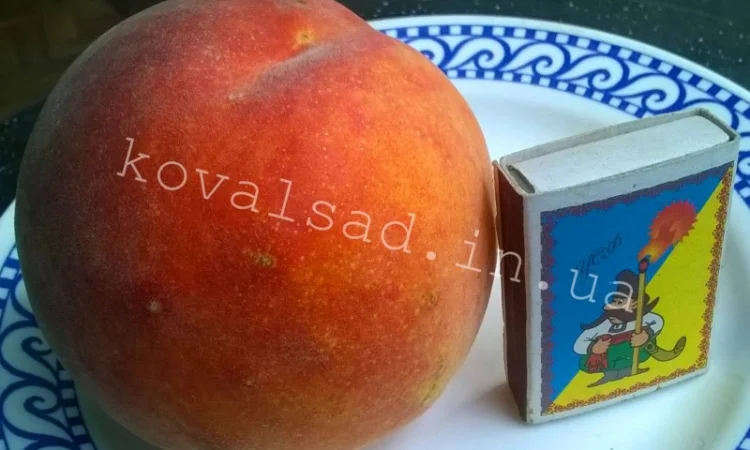 Саженцы плодовых деревьев, кустарников и роз на осень 2019 - фото № 3