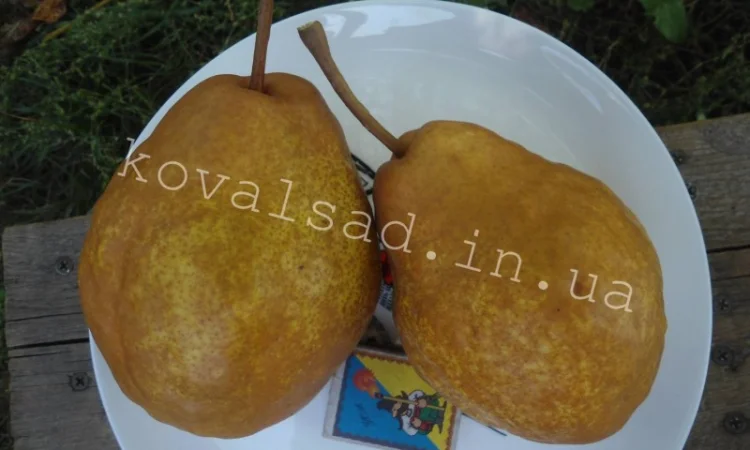 Саженцы плодовых деревьев, кустарников и роз на осень 2019 - фото № 6