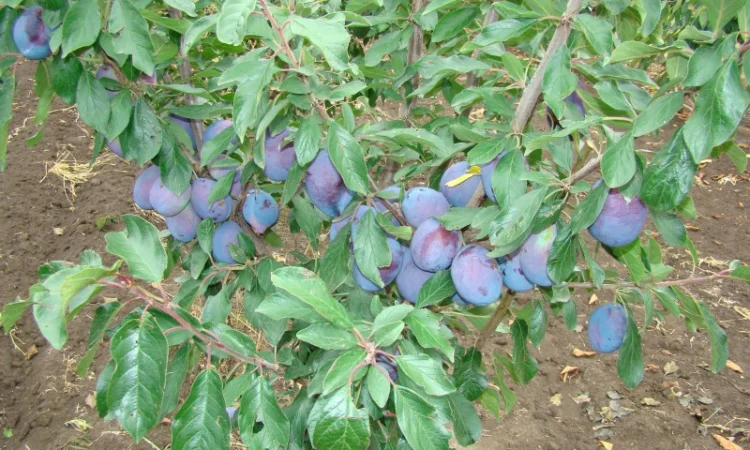 Саженцы плодовых деревьев ( Купить саженцы плодовых ) - фото № 3