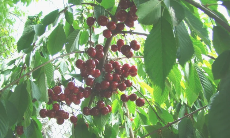 Саженцы плодовых деревьев ( Купить саженцы плодовых ) - фото № 4