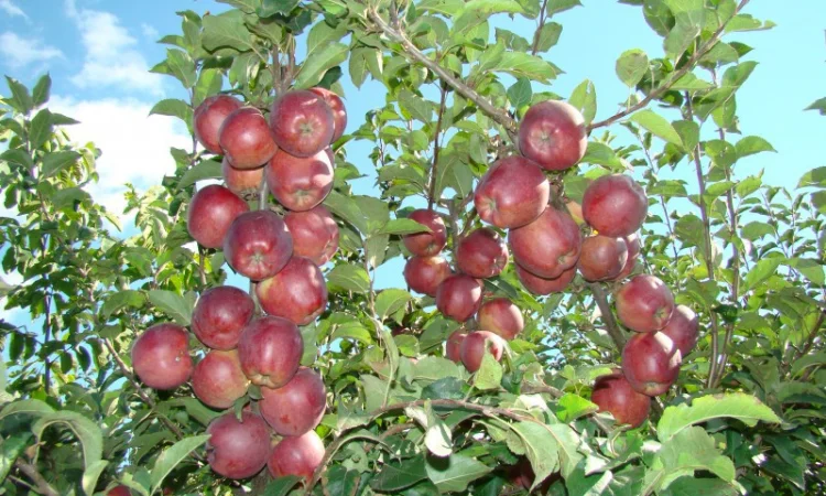 Саженцы плодовых деревьев ( Купить саженцы плодовых ) - фото № 5