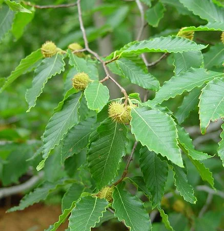 Саженцы бука европейского из Карпат - фото № 1