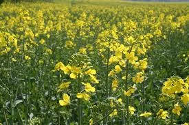 Ріпак "Редстаун РС" толерантний до гліфосату - фото № 1