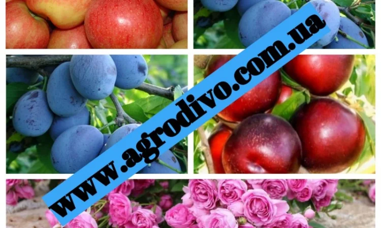 Питомник "Агродиво" реализует собственную продукцию более 900 сортов - фото № 1