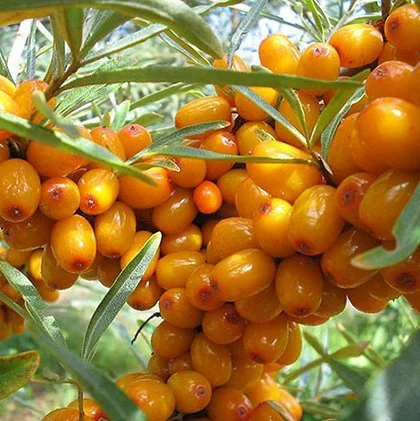 Питомник "Агродиво" реализует собственную продукцию более 900 сортов - фото № 4