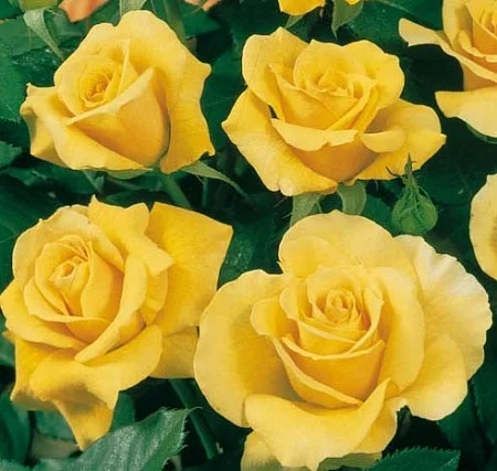 Питомник "Агродиво" реализует собственную продукцию более 900 сортов - фото № 3