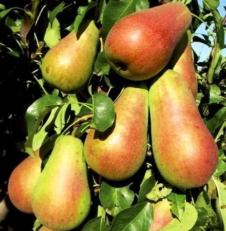 Питомник "Агродиво" реализует собственную продукцию более 900 сортов - фото № 16