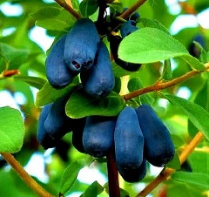 Питомник "Агродиво" реализует собственную продукцию более 900 сортов - фото № 13