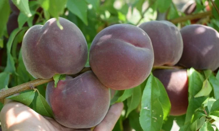 Питомник "Агродиво" реализует собственную продукцию более 900 сортов - фото № 12