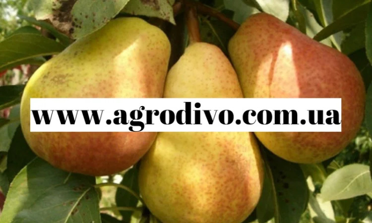 Продажа саженцев в Киеве оптом и в розницу от производителя продукции - фото № 5