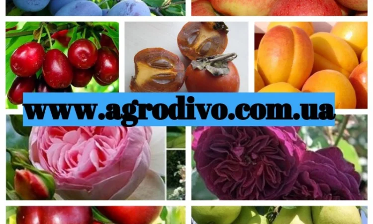 Продажа саженцев в Киеве оптом и в розницу от производителя продукции - фото № 1