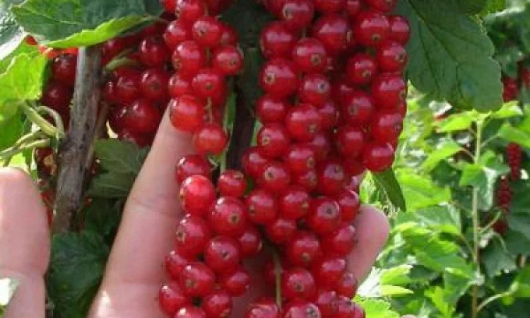 Продажа саженцев в Киеве оптом и в розницу от производителя продукции - фото № 6