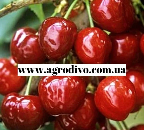 Продажа саженцев в Киеве оптом и в розницу от производителя продукции - фото № 7