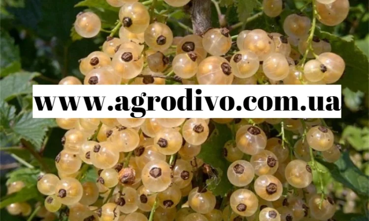 Продажа саженцев в Киеве оптом и в розницу от производителя продукции - фото № 8