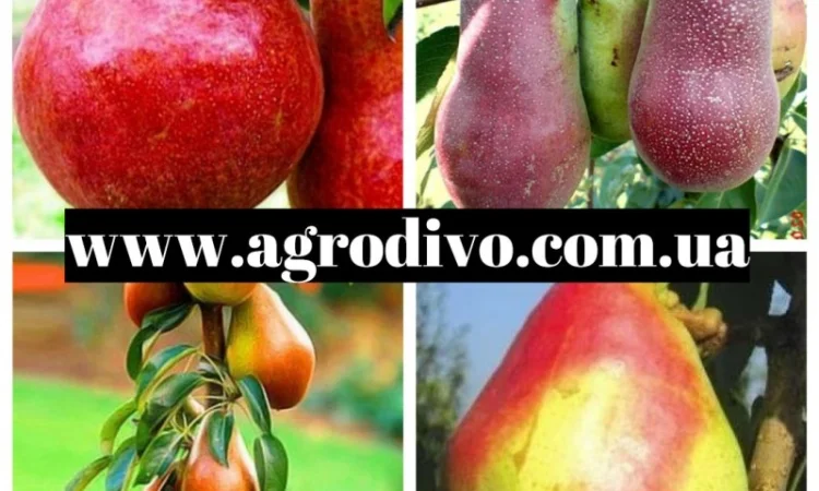 Продажа саженцев в Киеве оптом и в розницу от производителя продукции - фото № 3