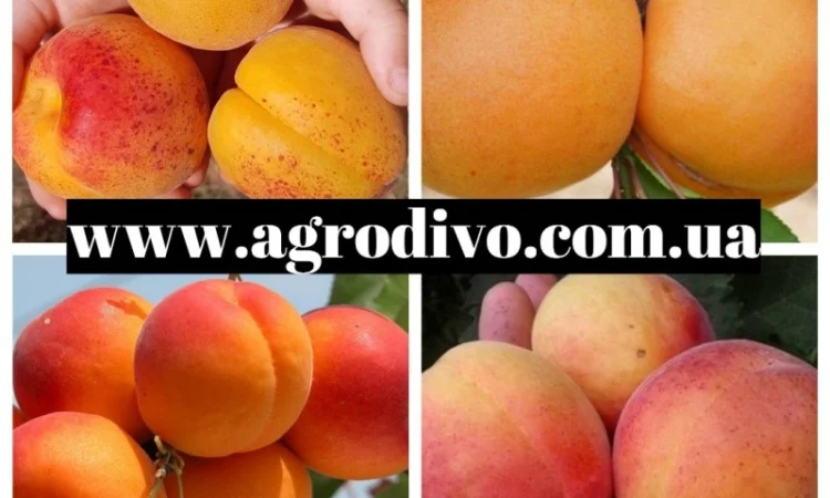 Саженцы плодовых яблонь, груша, слива, вишня, черешня, персик, абрикос - фото № 6