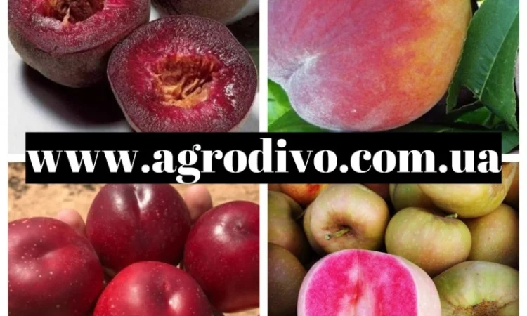 Саженцы плодовых яблонь, груша, слива, вишня, черешня, персик, абрикос - фото № 1