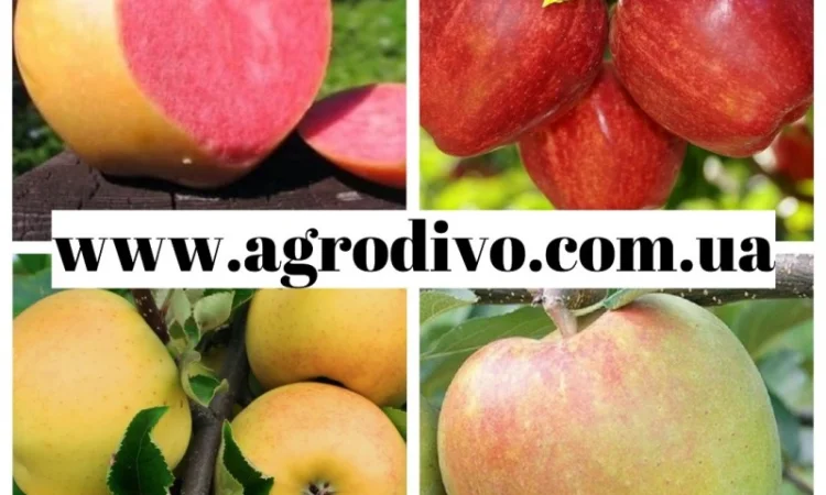 Саженцы плодовых яблонь, груша, слива, вишня, черешня, персик, абрикос - фото № 2