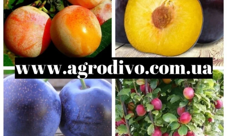 Саженцы плодовых яблонь, груша, слива, вишня, черешня, персик, абрикос - фото № 5