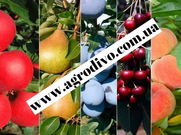 Колоновидные и среднерослые деревья, а также различный кустарник - фото № 10