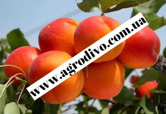 Колоновидные и среднерослые деревья, а также различный кустарник - фото № 4