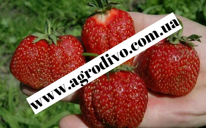 Колоновидные и среднерослые деревья, а также различный кустарник - фото № 5