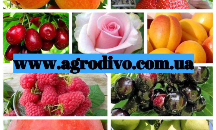 Саженцы деревьев, кустарников, розы в питомнике agrodivo. com.ua - фото № 3