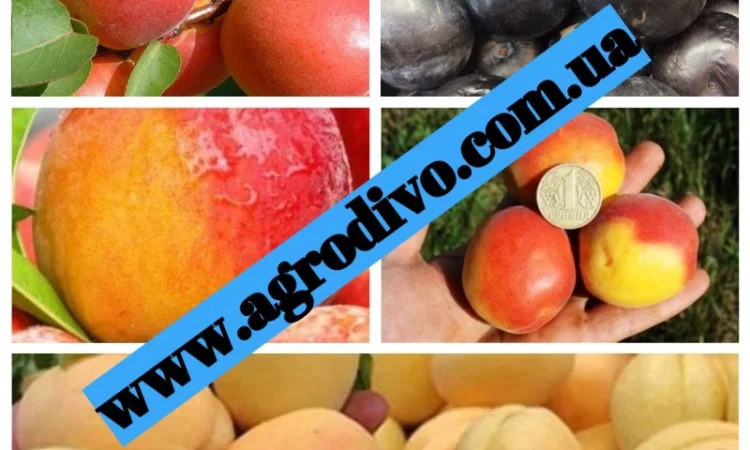 Саженцы деревьев, кустарников, розы в питомнике agrodivo. com.ua - фото № 4