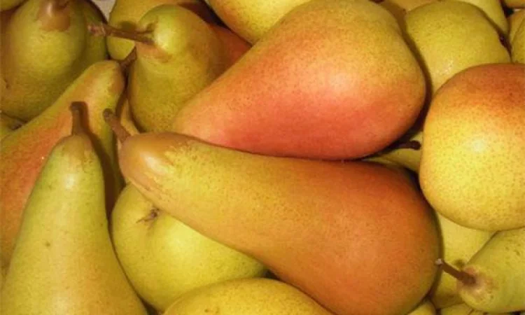 Саженцы деревьев, кустарников, розы в питомнике agrodivo. com.ua - фото № 7