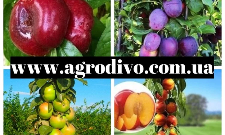 Саженцы деревьев, кустарников, розы в питомнике agrodivo. com.ua - фото № 1