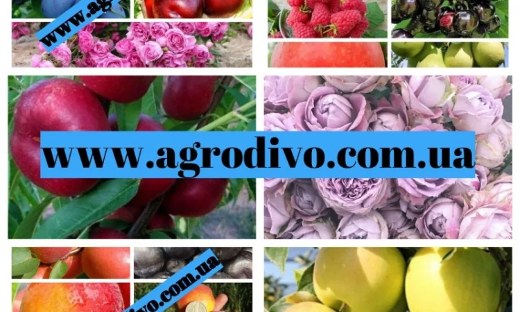 Продажа различных сортов роз, плодовых деревьев и кустарников. Огромный ассортимент - фото № 1