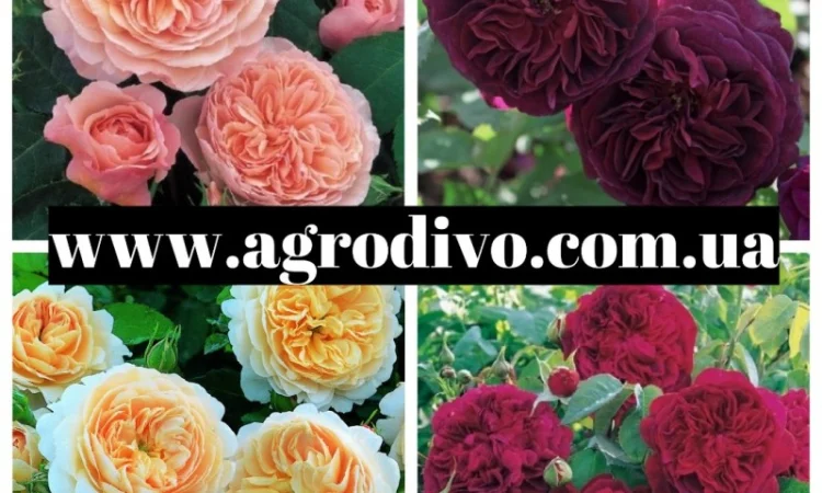 Продажа различных сортов роз, плодовых деревьев и кустарников. Огромный ассортимент - фото № 3