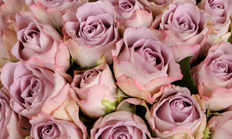 Саженцы в питомнике "АГРОДИВО" - фото № 3