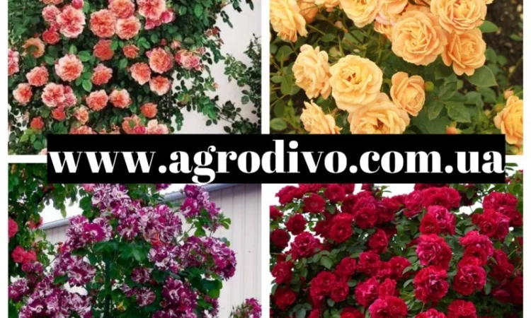 Саженцы в питомнике "АГРОДИВО" - фото № 7