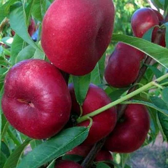 Питомник реализует саженцы плодовых деревьев, кустарников, роз - фото № 4