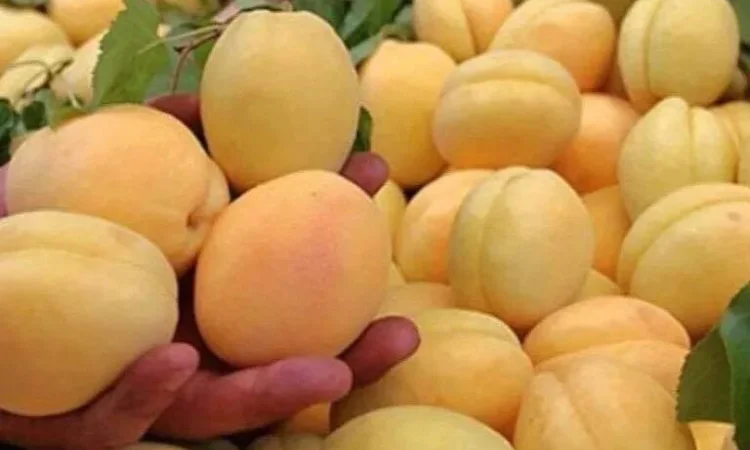 Питомник реализует саженцы плодовых деревьев, кустарников, роз - фото № 5