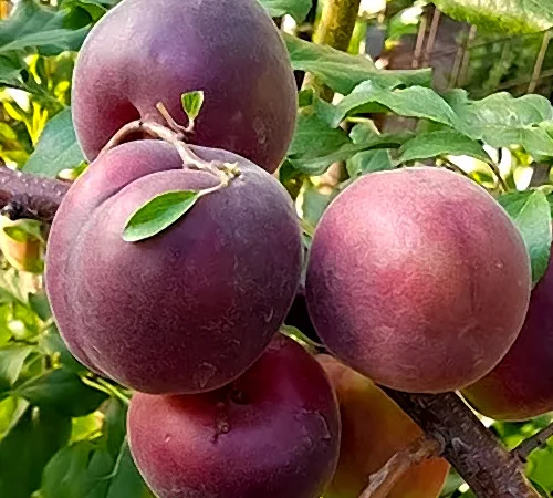 Питомник реализует саженцы плодовых деревьев, кустарников, роз - фото № 6