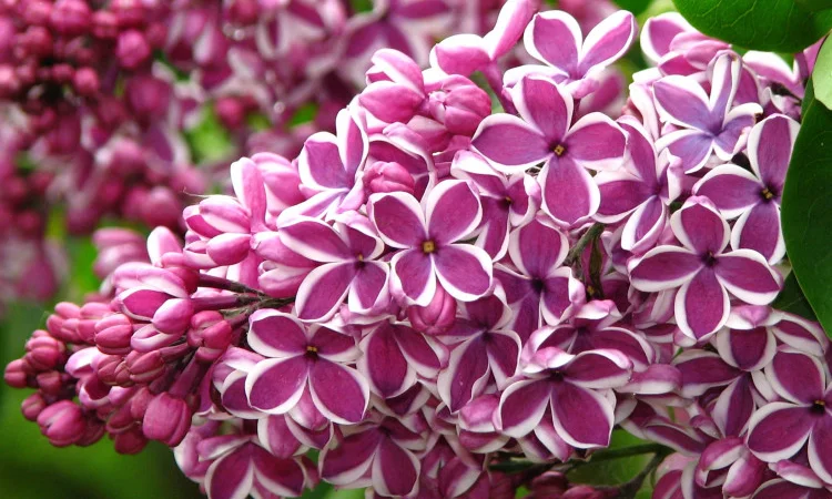 Питомник реализует саженцы плодовых деревьев, кустарников, роз - фото № 9