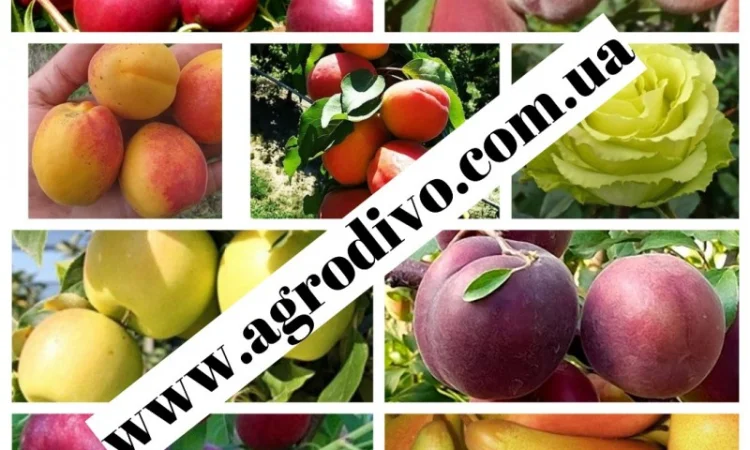 Саженцы плодовых яблонь, груш, слив, вишня, черешня, персик, абрикос - фото № 1