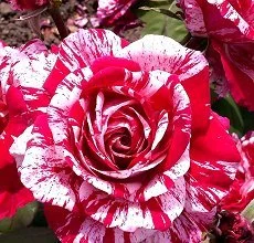 Саженцы плодовых яблонь, груш, слив, вишня, черешня, персик, абрикос - фото № 5